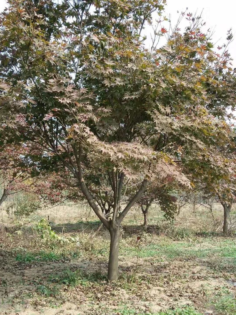 低价出售各种规格的日本红枫，品种纯正，价格美丽，苗圃直销