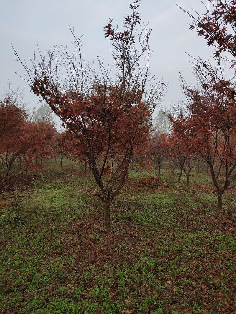低价出售各种规格的日本红枫，品种纯正，价格美丽，苗圃直销