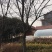 紫叶李，红叶李，苗圃直销价格美丽一手货源技术支持指树挖树