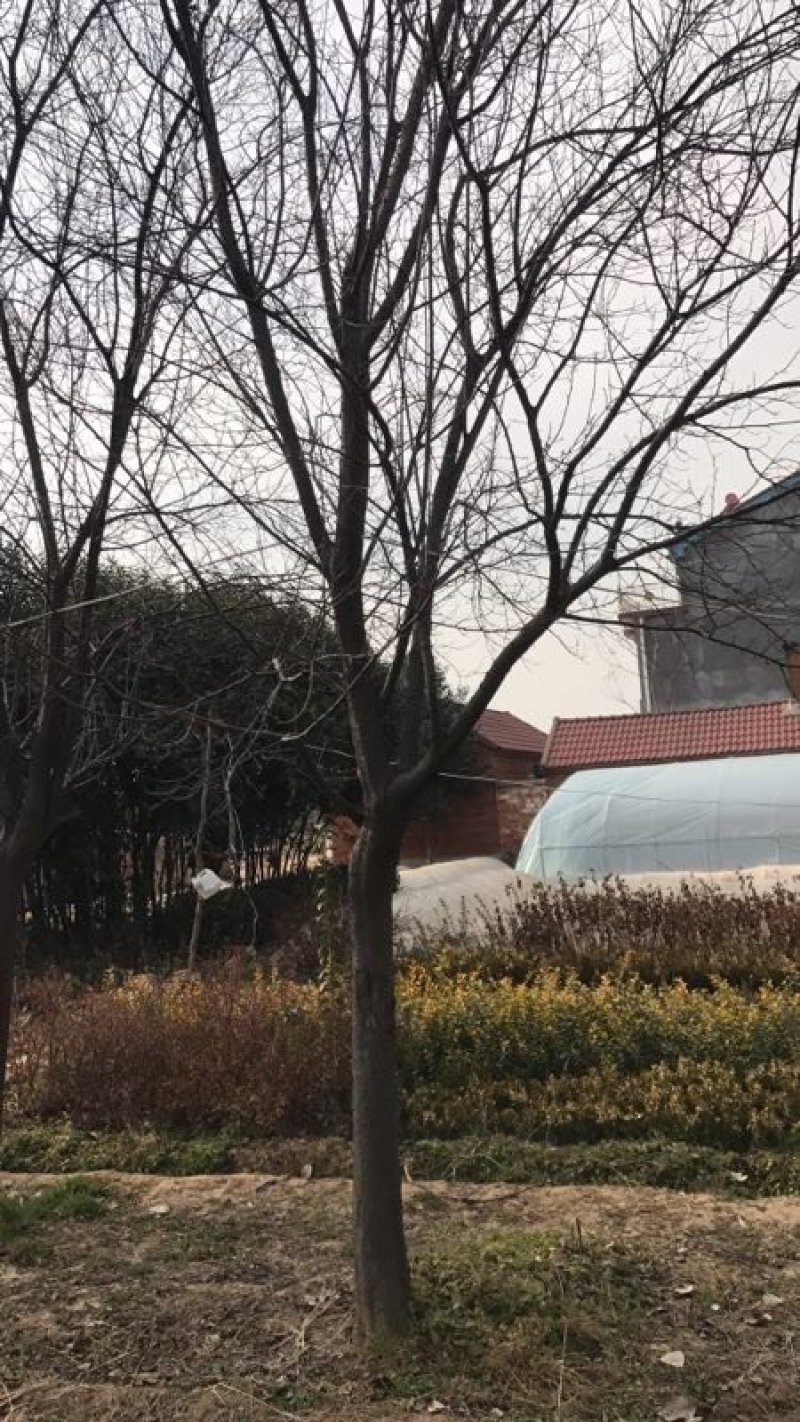 紫叶李，红叶李，苗圃直销价格美丽一手货源技术支持指树挖树