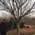 紫叶李，红叶李，苗圃直销价格美丽一手货源技术支持指树挖树