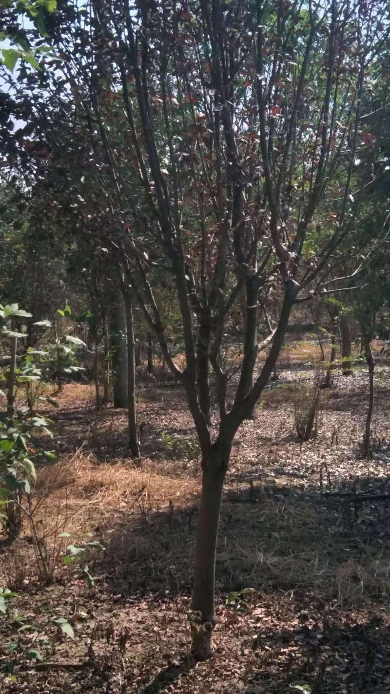紫叶李，红叶李，苗圃直销价格美丽一手货源技术支持指树挖树