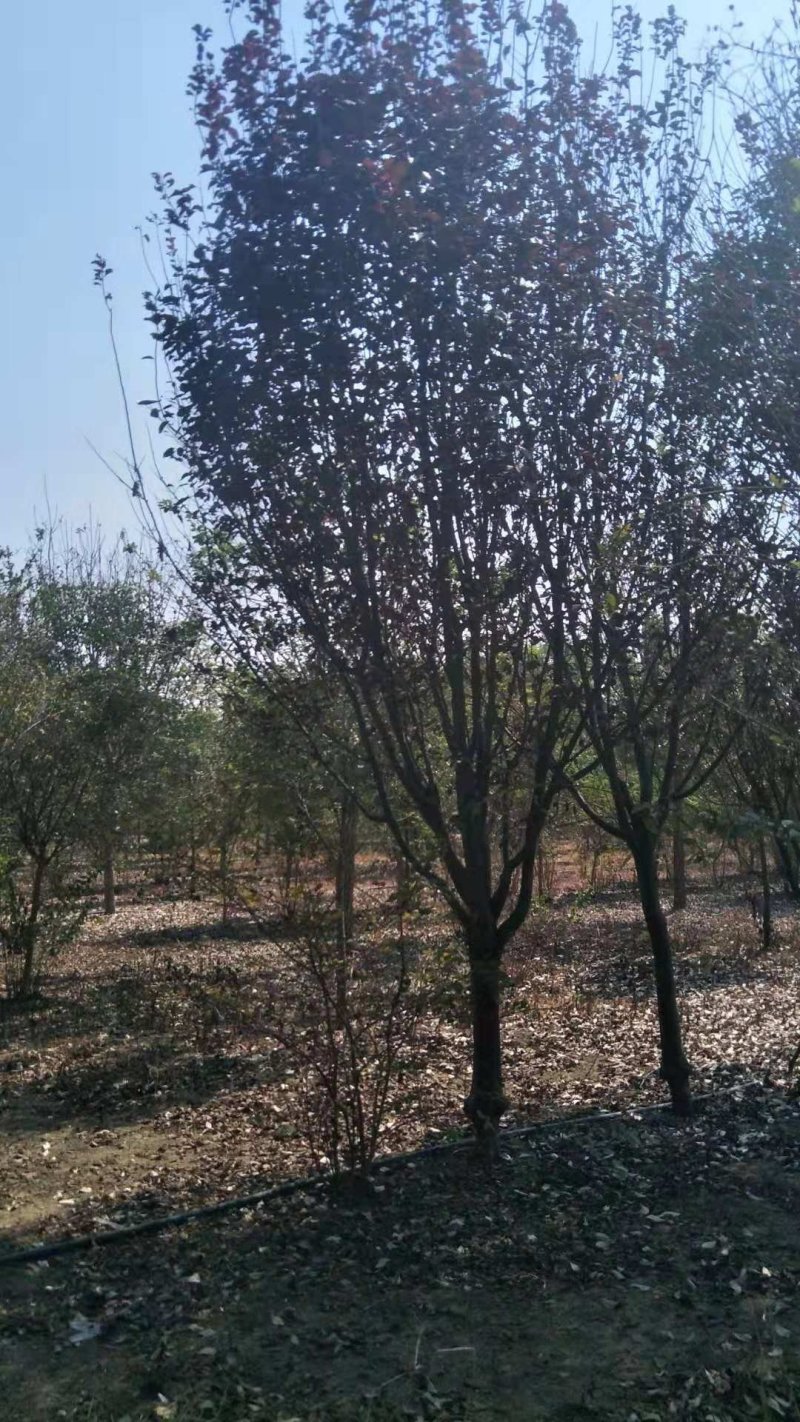 紫叶李，红叶李，苗圃直销价格美丽一手货源技术支持指树挖树
