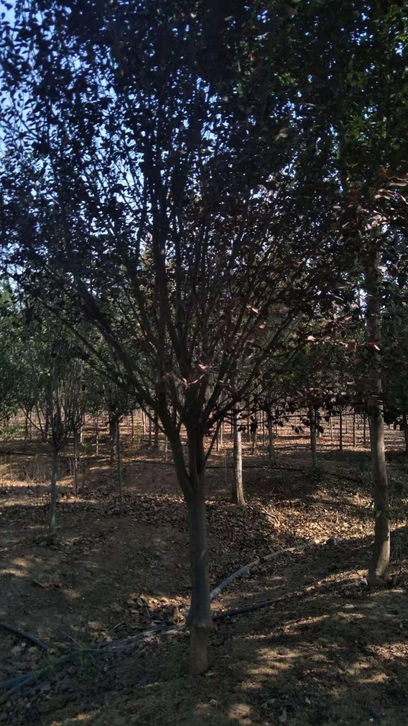 紫叶李，红叶李，苗圃直销价格美丽一手货源技术支持指树挖树