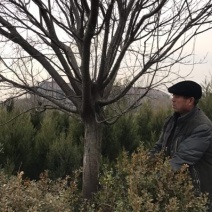 紫叶李，红叶李，苗圃直销价格美丽一手货源技术支持指树挖树
