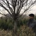 紫叶李，红叶李，苗圃直销价格美丽一手货源技术支持指树挖树