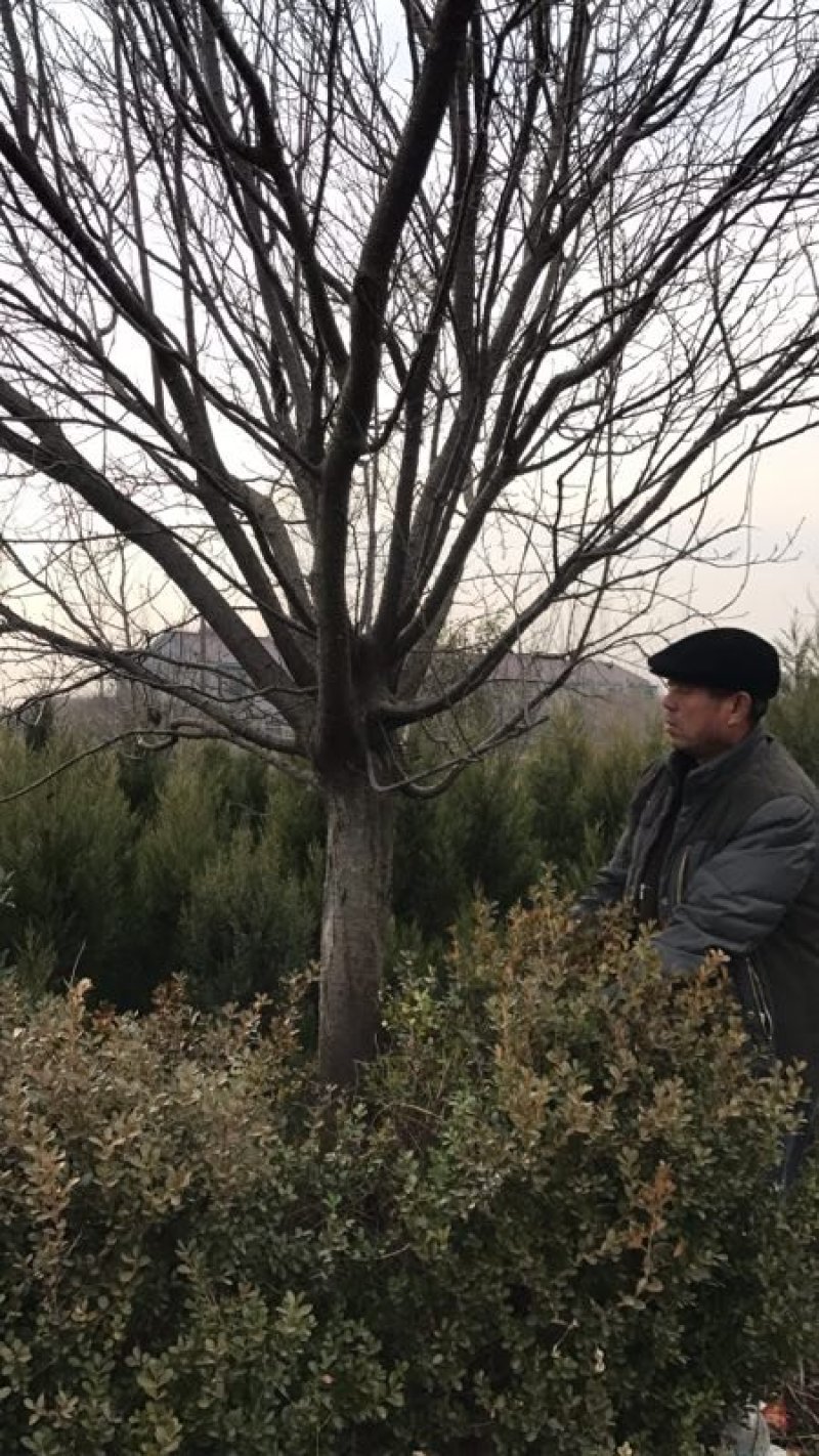 紫叶李，红叶李，苗圃直销价格美丽一手货源技术支持指树挖树