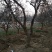 紫叶李，红叶李，苗圃直销价格美丽一手货源技术支持指树挖树
