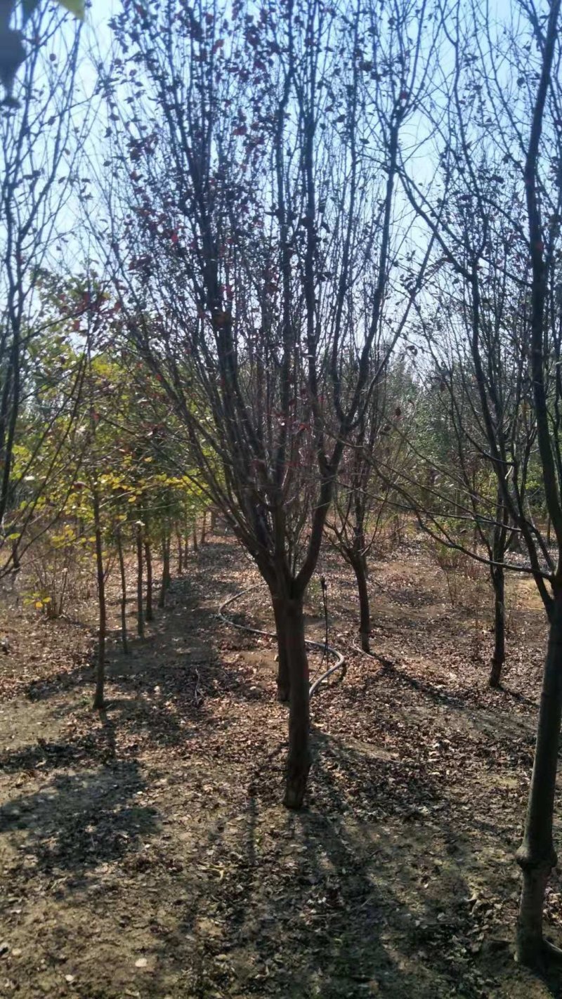 紫叶李，红叶李，苗圃直销价格美丽一手货源技术支持指树挖树