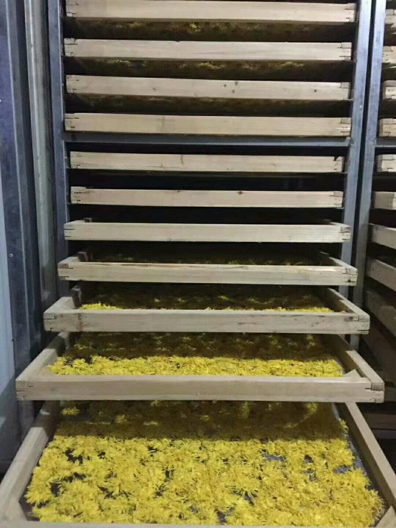 金丝皇菊