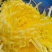 金丝皇菊