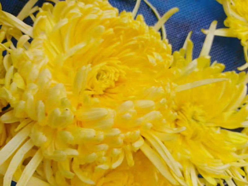 金丝皇菊