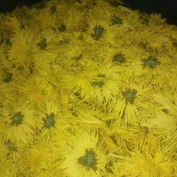 金丝皇菊
