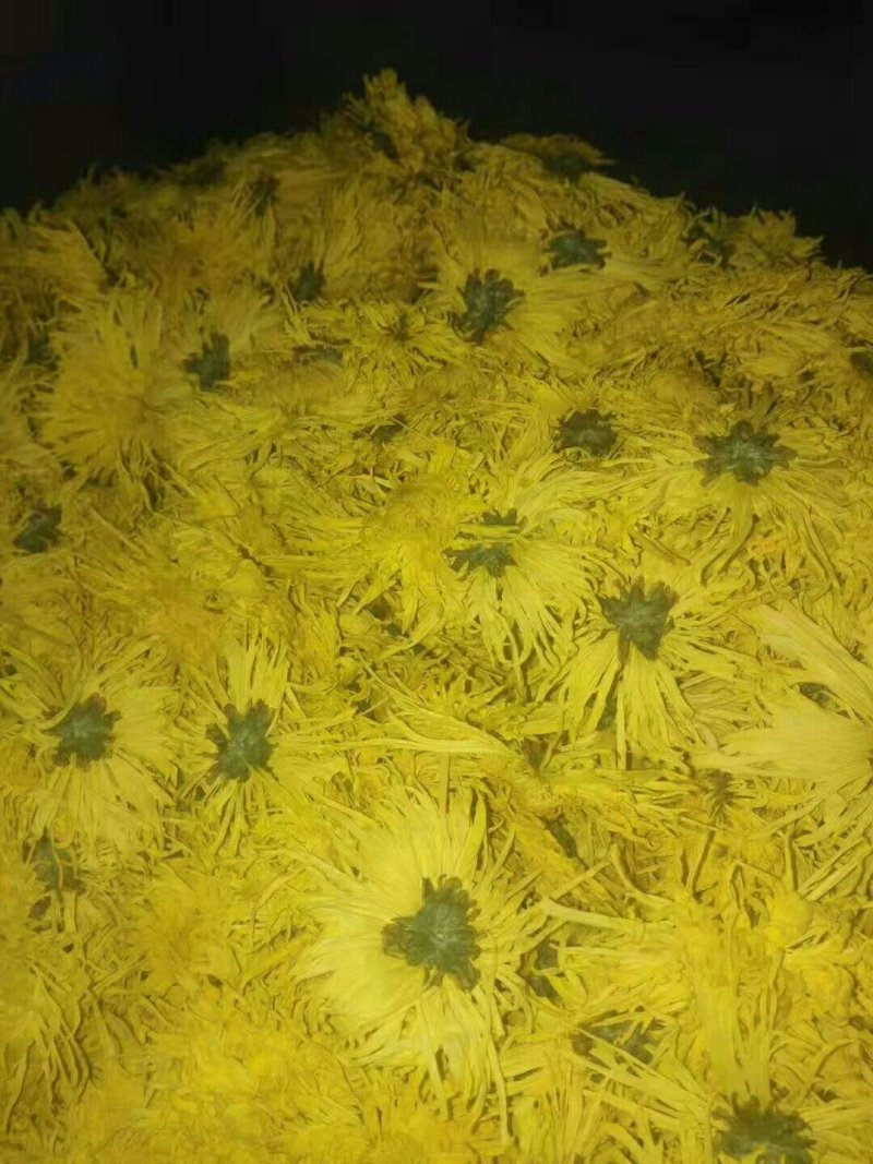 金丝皇菊