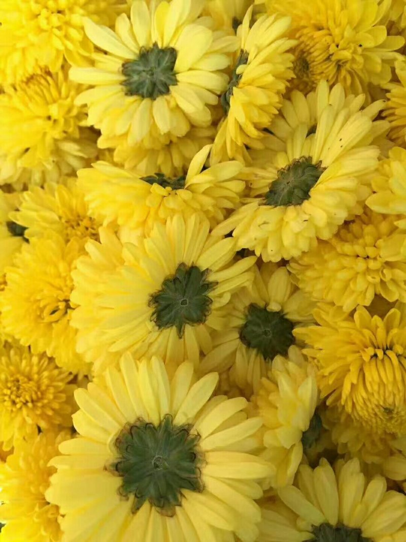 金丝皇菊