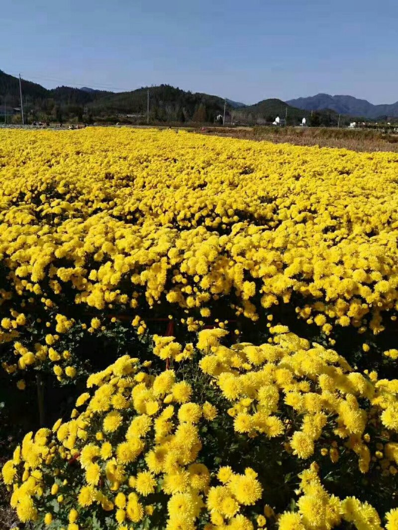 金丝皇菊