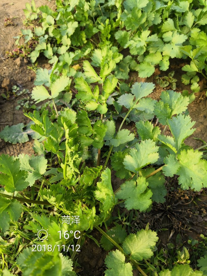 精品香菜，大棚里的蔬菜，露天的都有。