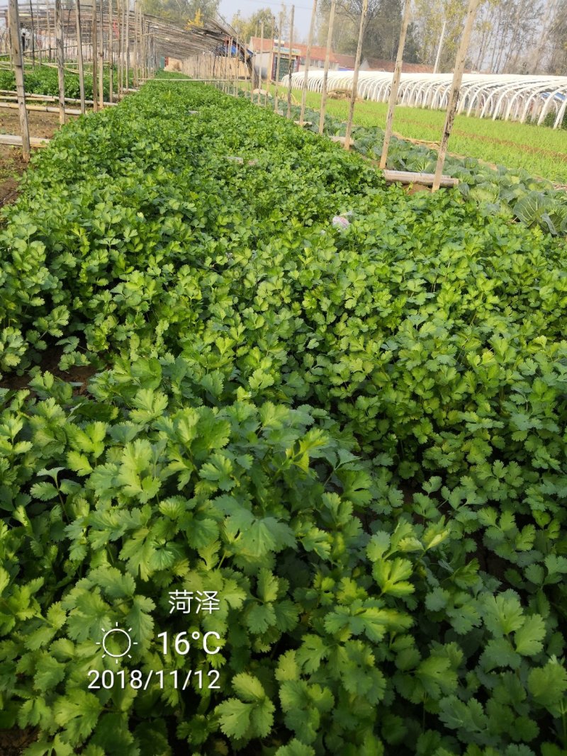 精品香菜，大棚里的蔬菜，露天的都有。