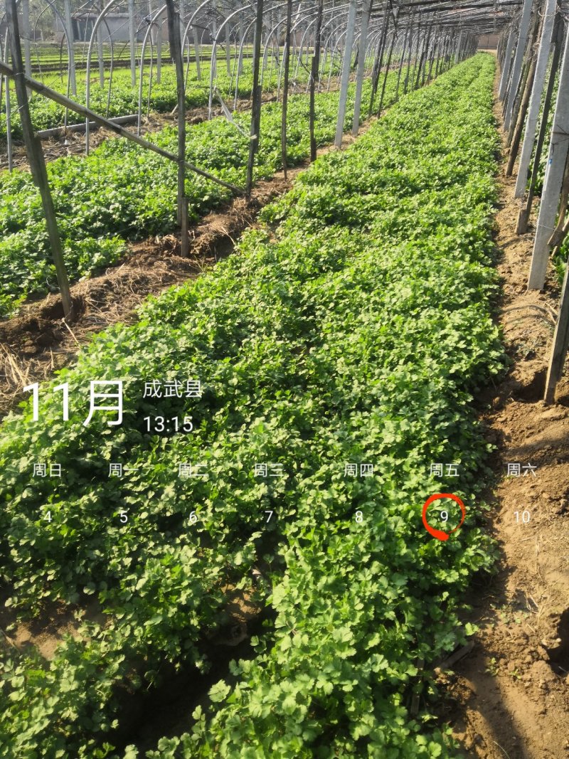 精品香菜，大棚里的蔬菜，露天的都有。