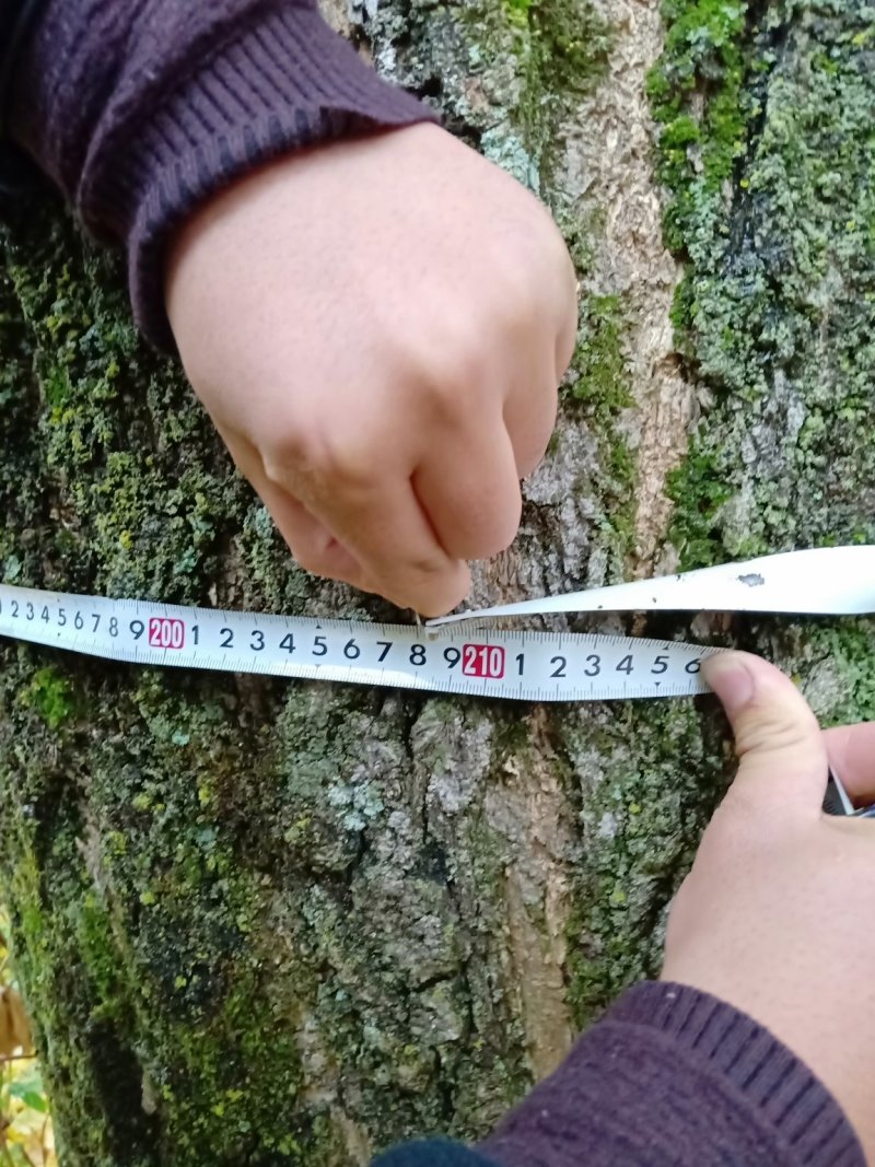 银杏