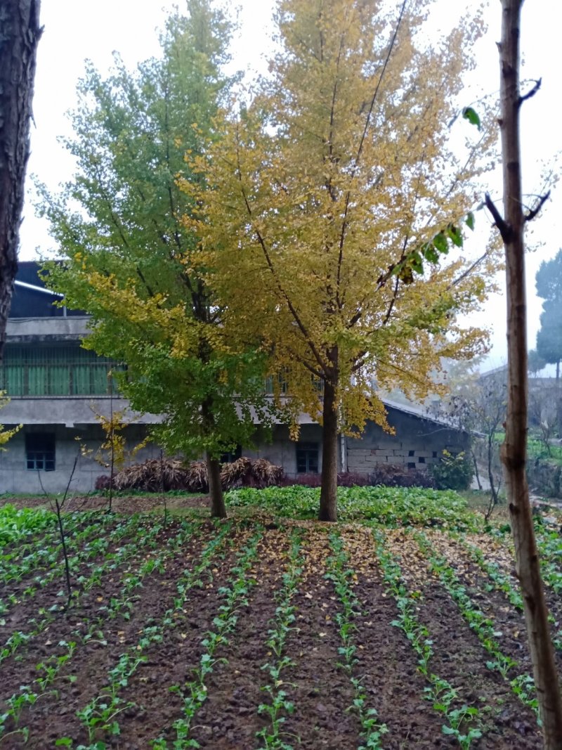 银杏