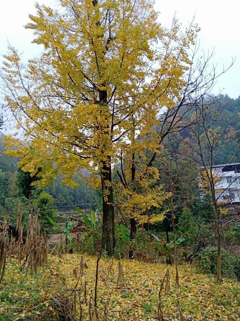 银杏