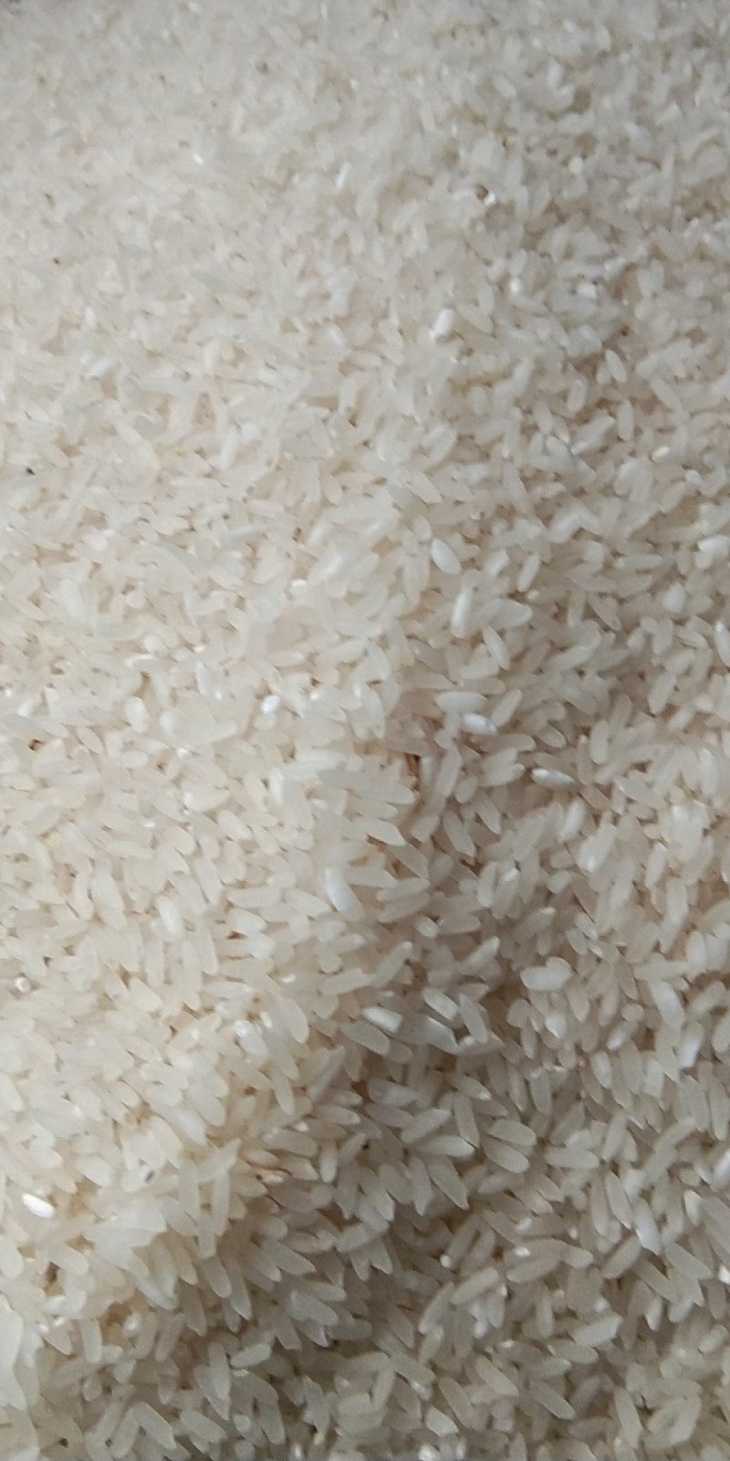 农家种植产于世界樟海镇长粒稻谷
