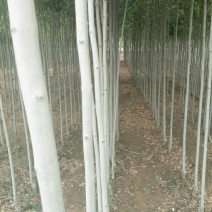 山西白蜡基地直销，老白蜡，速生白蜡，白蜡小苗