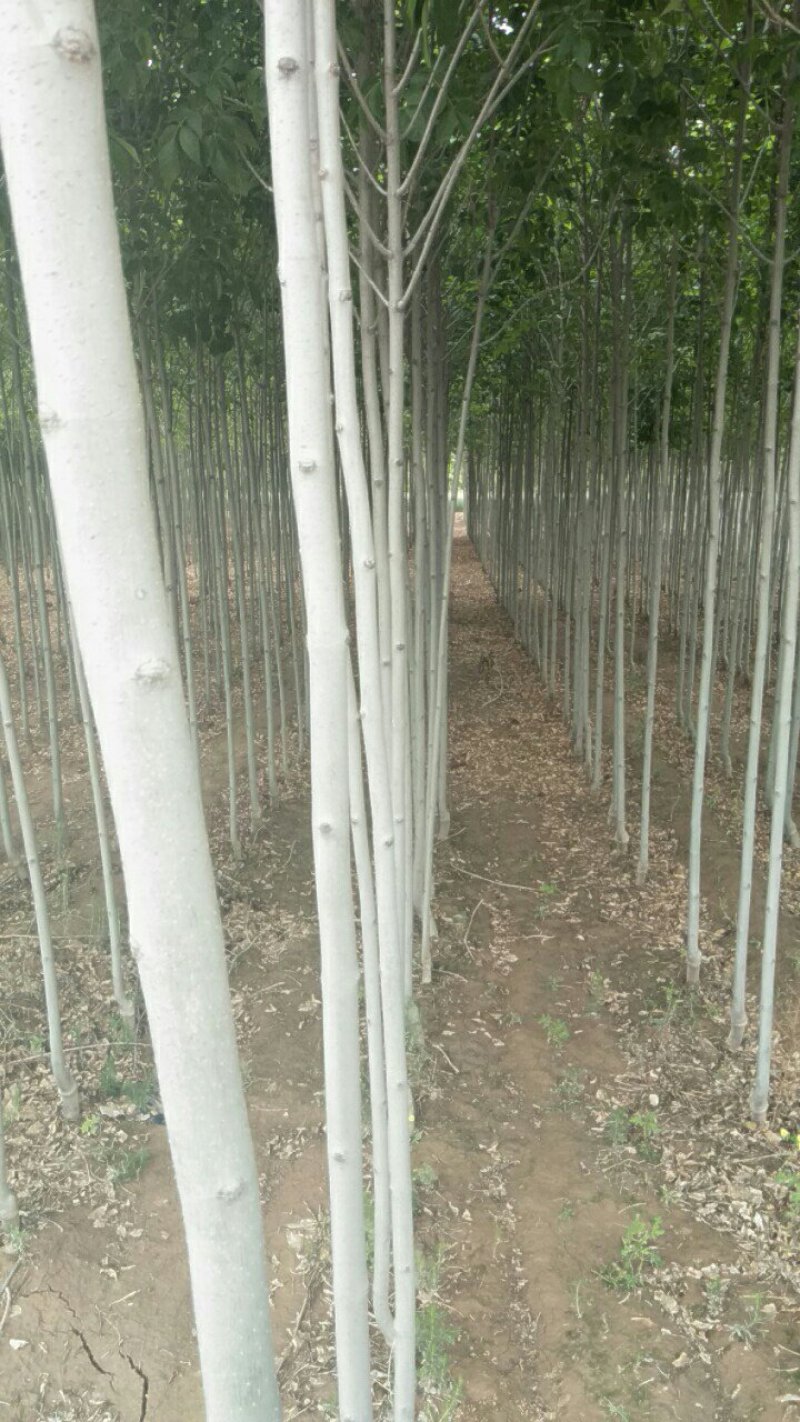 山西白蜡基地直销，老白蜡，速生白蜡，白蜡小苗