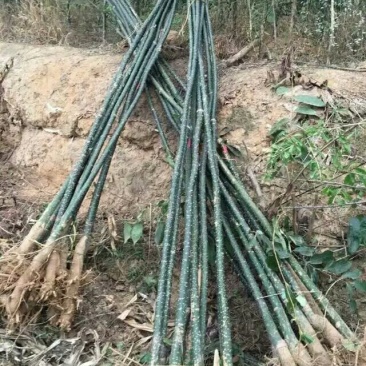 1--10公分，一二三级国槐，刺槐，香花槐