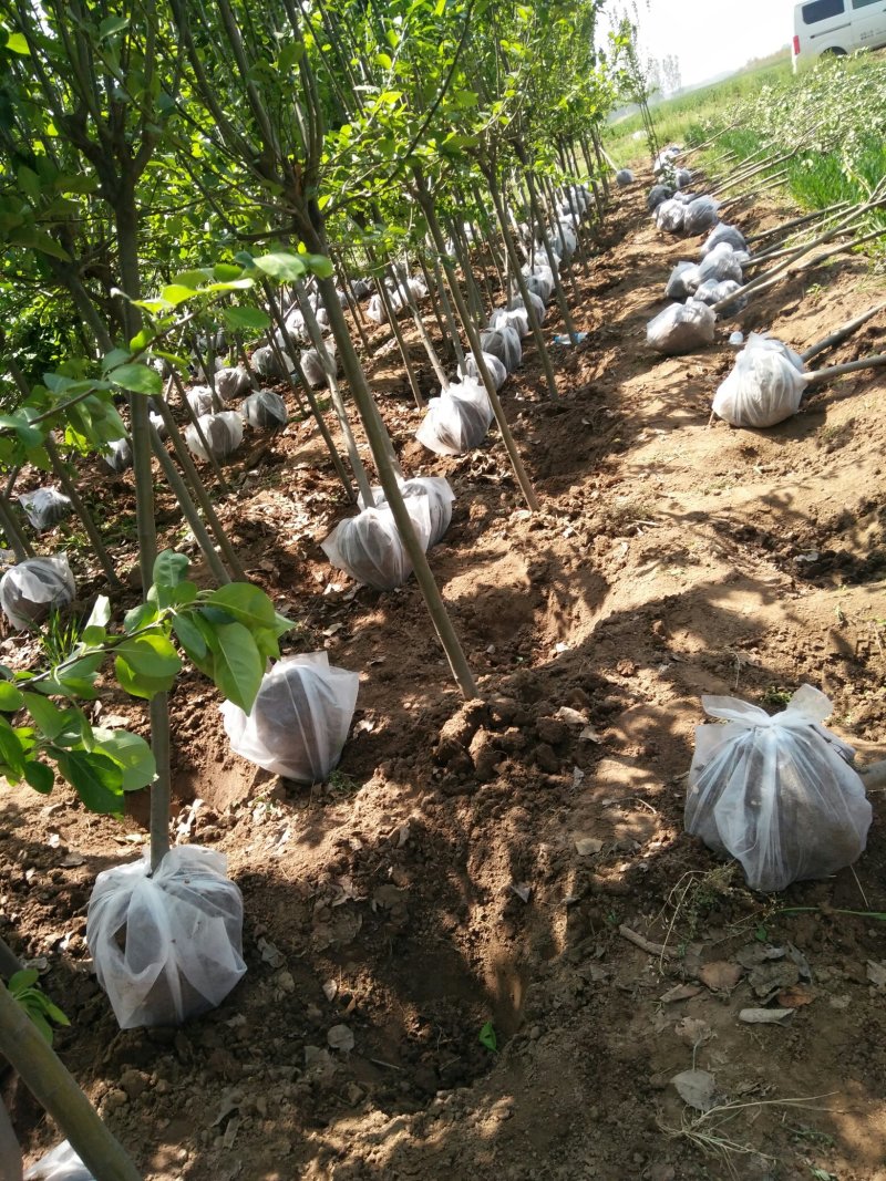 西府海棠3公分，4公分，5公分，6公分