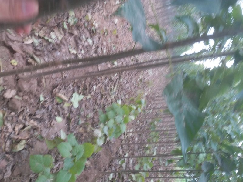 楸树，梓树，供应各种规格，大小都有，绿化公园行道树