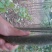 楸树，梓树，供应各种规格，大小都有，绿化公园行道树