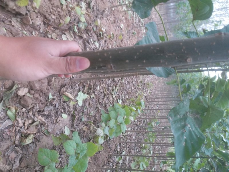 楸树，梓树，供应各种规格，大小都有，绿化公园行道树