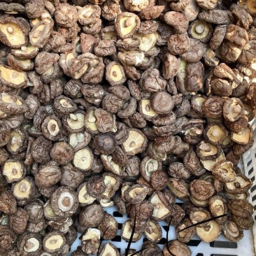 干香菇厚菇带料