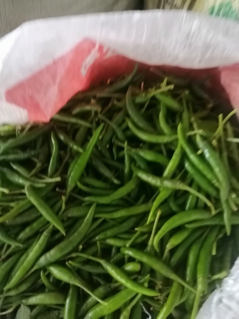 艳青，青米椒大量上市了，欢乐新老客户前来订购