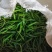 艳青，青米椒大量上市了，欢乐新老客户前来订购