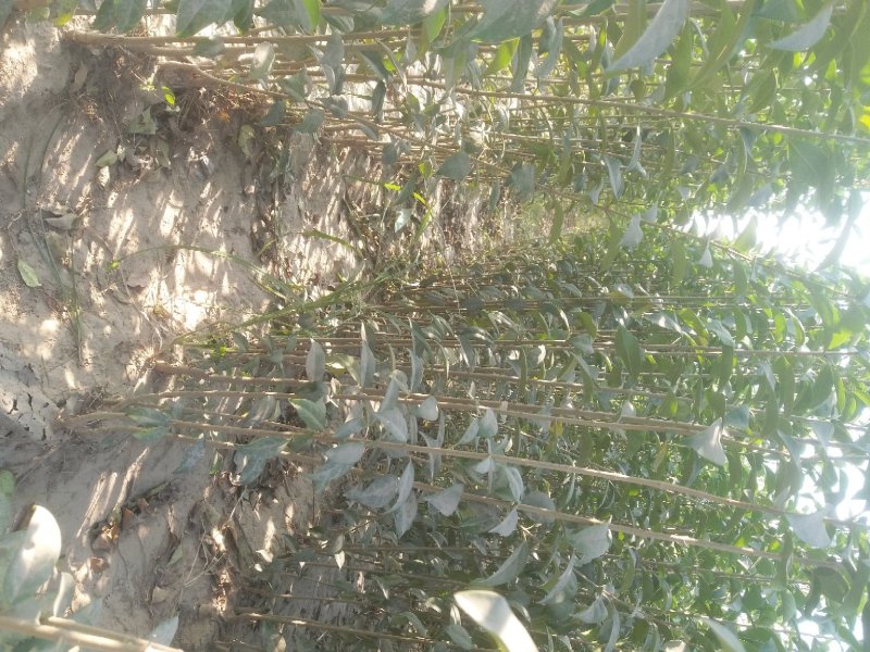 大叶女贞规格齐全河南周口女贞基地处理中