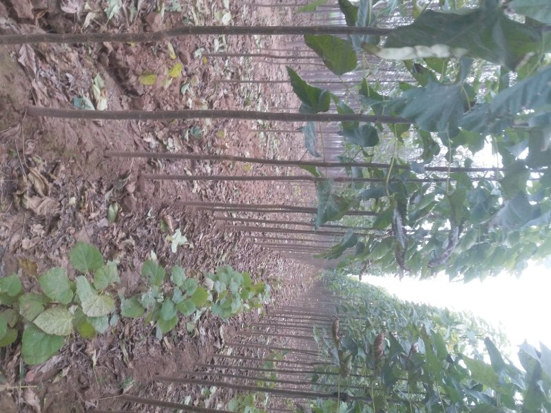 楸树1-15公分供应，10公分12公分各种规格秋树
