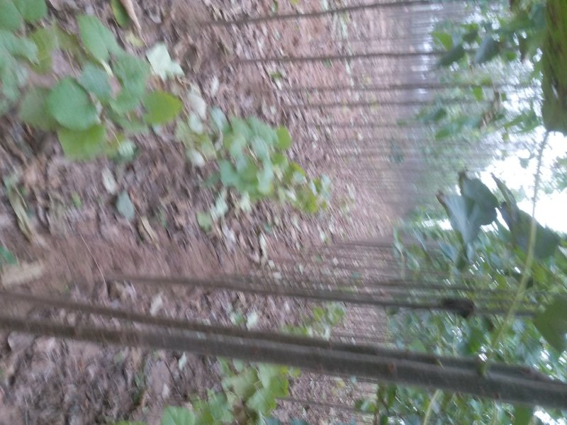 楸树1-15公分供应，10公分12公分各种规格秋树