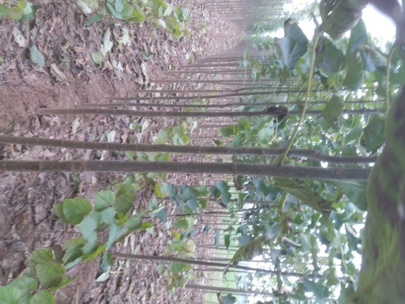 楸树1-15公分供应，10公分12公分各种规格秋树