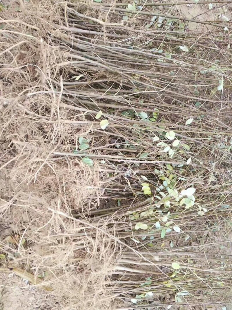 1--3年生，刺槐苗，刺槐树，香花槐！