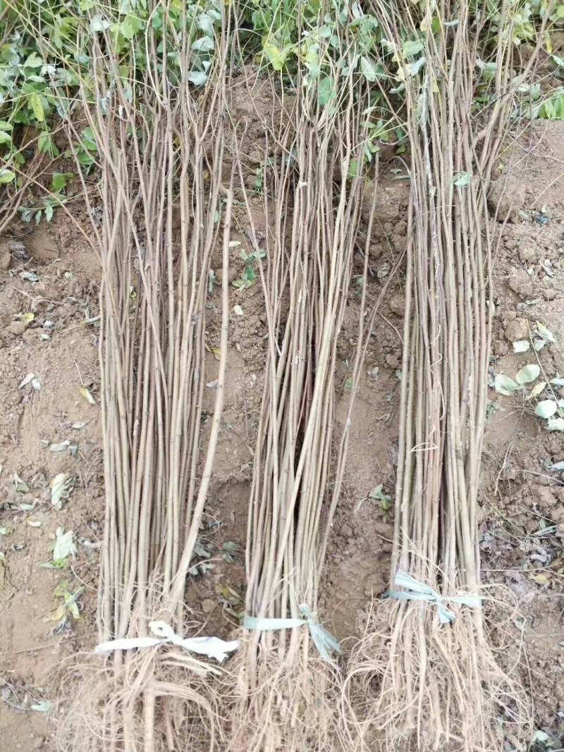 1--3年生，刺槐苗，刺槐树，香花槐！