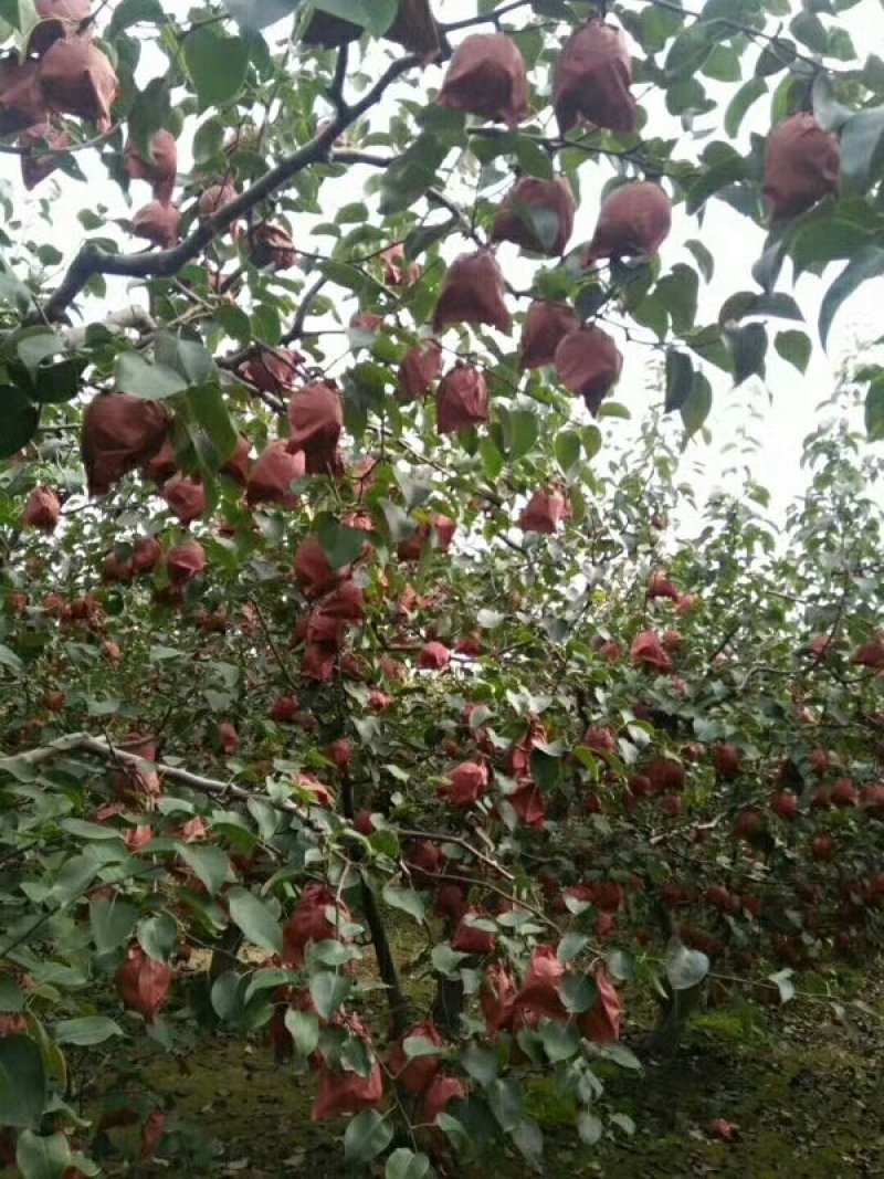 （砀山酥梨）
