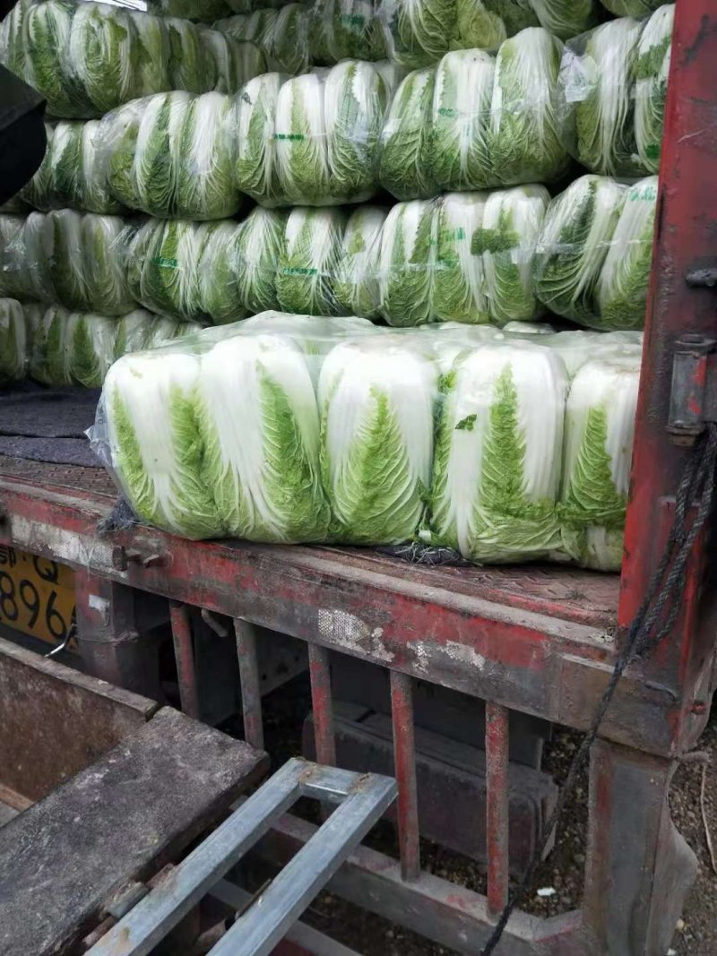 鲜白菜优质精品，基地直供，绿翠源果蔬专业合作社