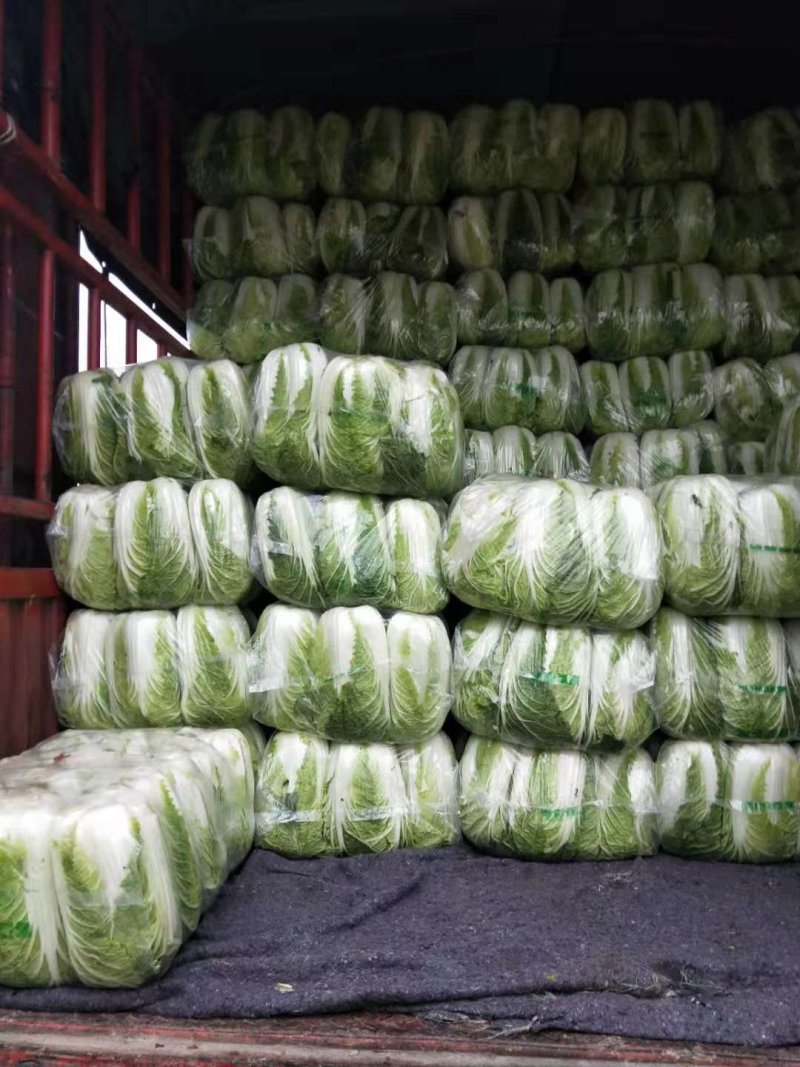 鲜白菜优质精品，基地直供，绿翠源果蔬专业合作社