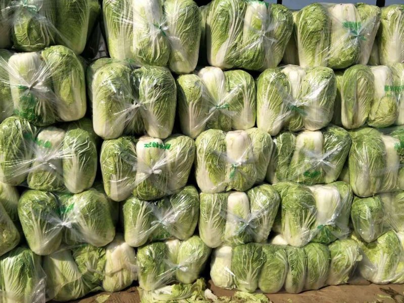 鲜白菜优质精品，基地直供，绿翠源果蔬专业合作社