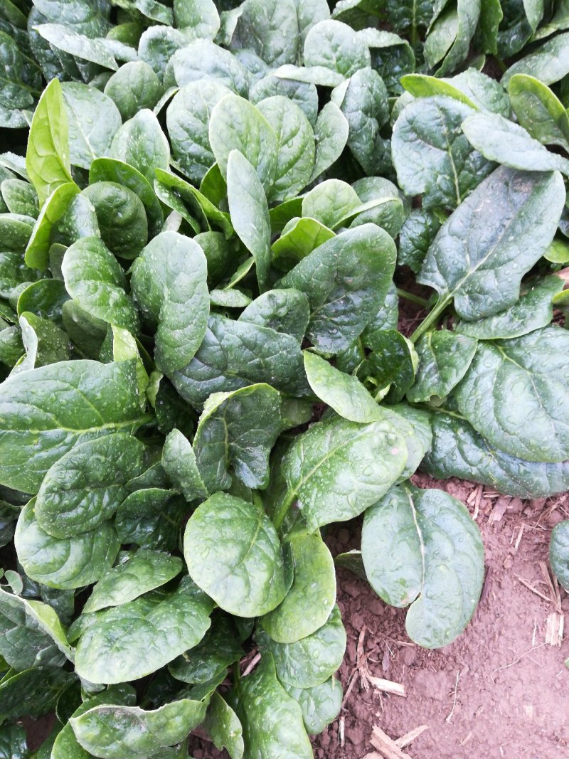菠菜大量上市，帝沃2号
