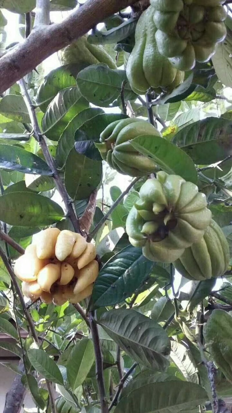 佛手苗，川佛手树苗，佛手柑种苗，数量大，提供技术指导。