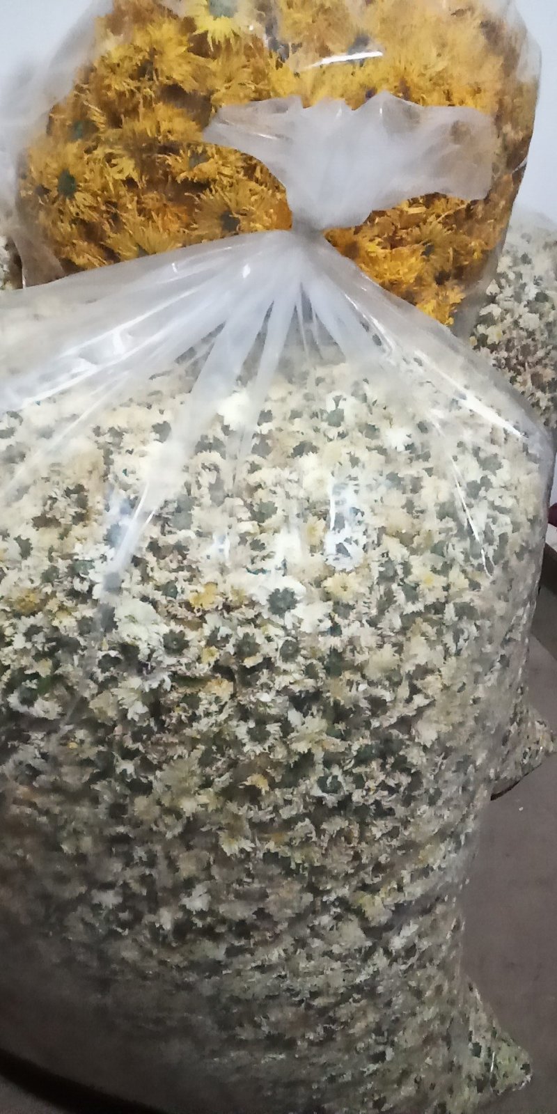 烘干贡菊